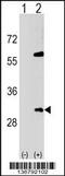 SNF8 Subunit Of ESCRT-II antibody, 59-181, ProSci, Western Blot image 