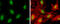 DNA Polymerase Epsilon, Catalytic Subunit antibody, GTX132100, GeneTex, Immunocytochemistry image 