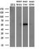 Protein C-ets-2 antibody, MA5-26121, Invitrogen Antibodies, Western Blot image 