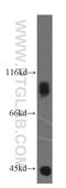 Rap1 GTPase-activating protein 1 antibody, 14229-1-AP, Proteintech Group, Western Blot image 