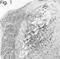 Nitric Oxide Synthase 1 antibody, NB120-3511, Novus Biologicals, Immunohistochemistry frozen image 
