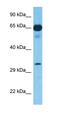 ETS-related transcription factor Elf-5 antibody, orb331507, Biorbyt, Western Blot image 