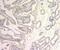 Solute Carrier Family 39 Member 2 antibody, NBP1-76499, Novus Biologicals, Immunohistochemistry frozen image 