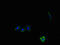 Lysophospholipase 1 antibody, MBS969894, MyBioSource, Immunofluorescence image 