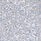 Cytochrome C Oxidase Assembly Factor COX19 antibody, HPA021226, Atlas Antibodies, Immunohistochemistry paraffin image 