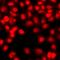 Histone Cluster 3 H3 antibody, orb412160, Biorbyt, Immunofluorescence image 