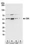 C-Src kinase antibody, A304-231A, Bethyl Labs, Western Blot image 