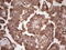 Synemin antibody, LS-C790950, Lifespan Biosciences, Immunohistochemistry paraffin image 