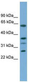 Apolipoprotein L2 antibody, TA339568, Origene, Western Blot image 