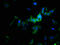 Sulfotransferase Family 1A Member 3 antibody, CSB-PA00887A0Rb, Cusabio, Immunofluorescence image 