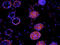 CD63 Molecule antibody, orb229829, Biorbyt, Immunofluorescence image 