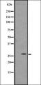Carcinoembryonic antigen-related cell adhesion molecule 3 antibody, orb335504, Biorbyt, Western Blot image 