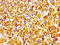 Enoyl-CoA Delta Isomerase 2 antibody, CSB-PA527983LA01HU, Cusabio, Immunohistochemistry frozen image 