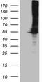 Argininosuccinate Synthase 1 antibody, TA809140, Origene, Western Blot image 