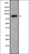 Protein LAP2 antibody, orb337340, Biorbyt, Western Blot image 