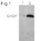 CHOP antibody, ALX-804-551-C100, Enzo Life Sciences, Western Blot image 