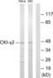 Casein Kinase 1 Gamma 2 antibody, LS-C118964, Lifespan Biosciences, Western Blot image 