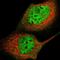 Ecdysoneless Cell Cycle Regulator antibody, HPA006465, Atlas Antibodies, Immunofluorescence image 