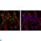 Chaperonin Containing TCP1 Subunit 2 antibody, LS-C814039, Lifespan Biosciences, Immunofluorescence image 