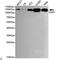 DNA damage-binding protein 1 antibody, LS-C812938, Lifespan Biosciences, Western Blot image 