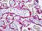 SED1 antibody, TA317012, Origene, Immunohistochemistry frozen image 