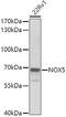 NADPH oxidase 5 antibody, 22-731, ProSci, Western Blot image 