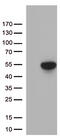 FOXP3 antibody, UM870140, Origene, Western Blot image 