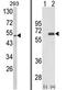 Sestrin-2 antibody, AP18193PU-N, Origene, Western Blot image 