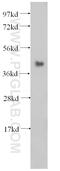 Serpin Family B Member 6 antibody, 14962-1-AP, Proteintech Group, Western Blot image 