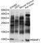 Barrier-to-autointegration factor antibody, LS-C749555, Lifespan Biosciences, Western Blot image 