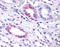 Probable G-protein coupled receptor 146 antibody, TA340849, Origene, Immunohistochemistry paraffin image 