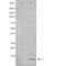 C-C Motif Chemokine Ligand 5 antibody, orb229554, Biorbyt, Western Blot image 