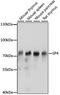 Sp4 Transcription Factor antibody, 16-601, ProSci, Western Blot image 