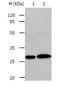 RAB3C, Member RAS Oncogene Family antibody, TA322076, Origene, Western Blot image 