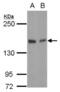 Golgi Glycoprotein 1 antibody, NBP2-16704, Novus Biologicals, Western Blot image 