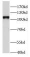 HAUS augmin-like complex subunit 6 antibody, FNab02980, FineTest, Western Blot image 