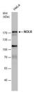 Nucleolar Protein 8 antibody, PA5-35937, Invitrogen Antibodies, Western Blot image 