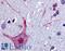 Cholinergic Receptor Muscarinic 3 antibody, LS-A1424, Lifespan Biosciences, Immunohistochemistry frozen image 