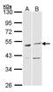 BAG family molecular chaperone regulator 5 antibody, PA5-21434, Invitrogen Antibodies, Western Blot image 