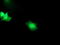 Synaptosome Associated Protein 25 antibody, TA502965, Origene, Immunofluorescence image 