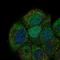 Cell division control protein 6 homolog antibody, HPA065070, Atlas Antibodies, Immunofluorescence image 