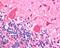 Dynactin Subunit 1 antibody, 45-508, ProSci, Immunohistochemistry paraffin image 