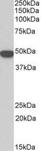 KRT18 antibody, TA326739, Origene, Western Blot image 