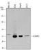 Secretory Carrier Membrane Protein 3 antibody, AF5344, R&D Systems, Western Blot image 