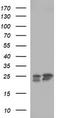BH3-interacting domain death agonist antibody, TA506756S, Origene, Western Blot image 