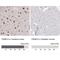 Family With Sequence Similarity 81 Member A antibody, NBP2-33295, Novus Biologicals, Immunohistochemistry paraffin image 
