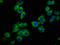 G protein-activated inward rectifier potassium channel 4 antibody, LS-C670184, Lifespan Biosciences, Immunofluorescence image 