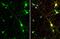 SYN2 antibody, GTX635883, GeneTex, Immunofluorescence image 