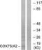 Homeobox protein DLX-3 antibody, TA313755, Origene, Western Blot image 