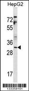 YAE1 Maturation Factor Of ABCE1 antibody, 56-990, ProSci, Western Blot image 